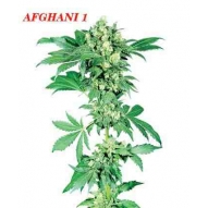 * Semillas Afghani 1 Regular Sensi Seeds