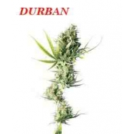 * Semillas Durban Regular Sensi Seeds