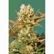 * Semillas Cannabis - Serious Seeds - Motavation Feminizada 6 uds