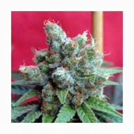 * Semillas Cannabis - Reggae Seeds - Kalijah Regular 7 uds