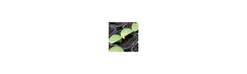 SUBSTRATOS Y MEDIOS DE CULTIVO